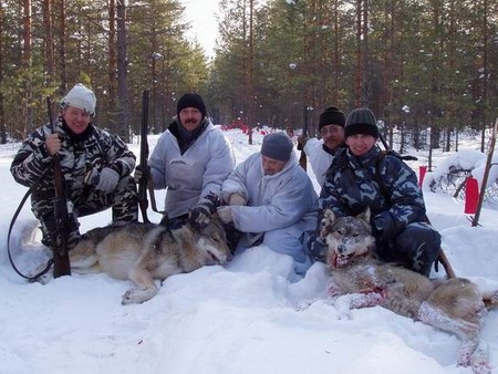 Охотникам Архангельской области заплатят за убитых волков