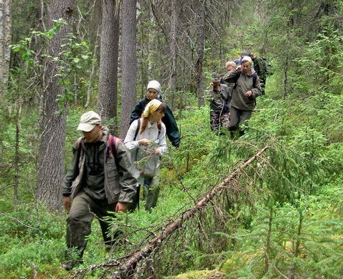 В Архангельской области планируется создать два питомника по лесовосстановлению