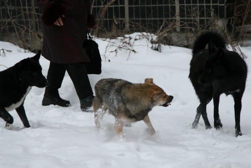 От укусов бездомных собак в Архангельске в прошлом году пострадало 720 человек