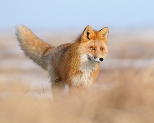 В Кенозерском национальном парке выросла популяция ласки, норки, лосей и лисиц
