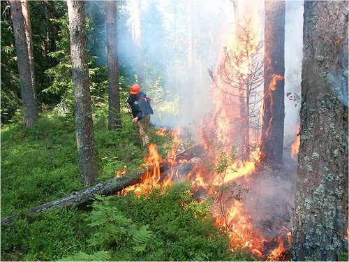 В Архангельской области действует два лесных пожара – в Пинежском и Коношском районах
