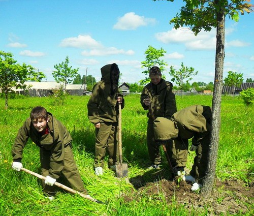 Более 10 000 деревьев посажено в Архангельской области всего за один месяц