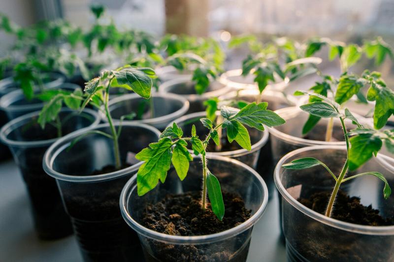 Чем подкормить рассаду помидор и перца в 2019 году: народные средства для быстрого роста
