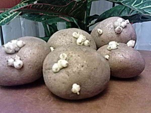 Как подготовить картофель к посадке в грунт, проверенные способы проращивания