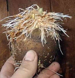 Как подготовить картофель к посадке в грунт, проверенные способы проращивания