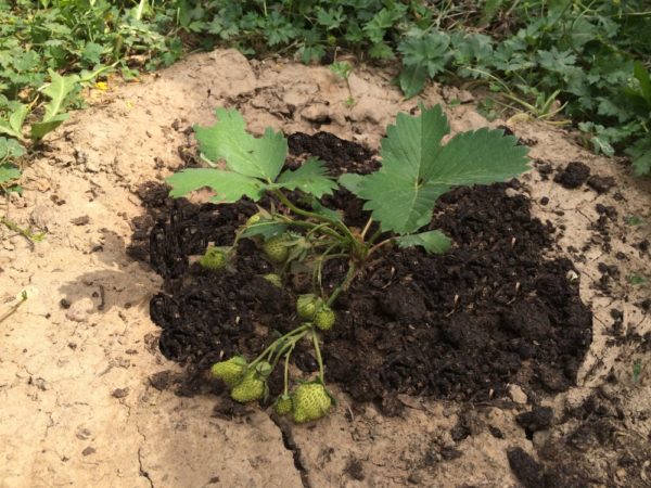 Как правильно подкармливать кусты клубники весной, чтобы суметь вырастить богатый урожай