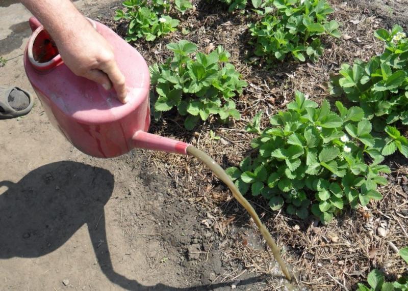 Как правильно подкармливать кусты клубники весной, чтобы суметь вырастить богатый урожай
