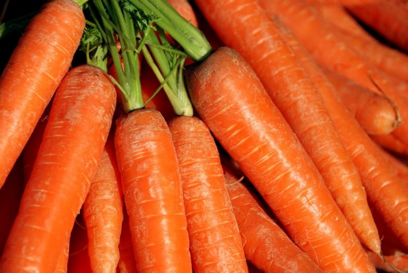 Когда сажать морковь весной в открытый грунт: предпочтительные даты