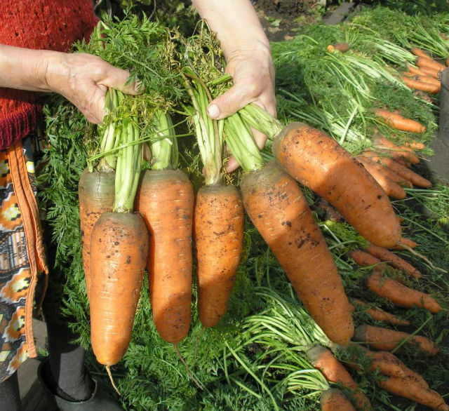 Когда сажать морковь весной в открытый грунт: предпочтительные даты