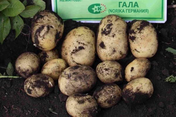 Сорт картофеля «Гала»: характеристики, полезные качества и выращивание