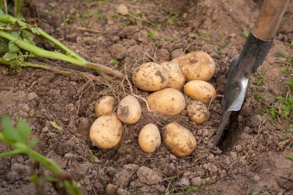 Сорт картофеля «Гала»: характеристики, полезные качества и выращивание