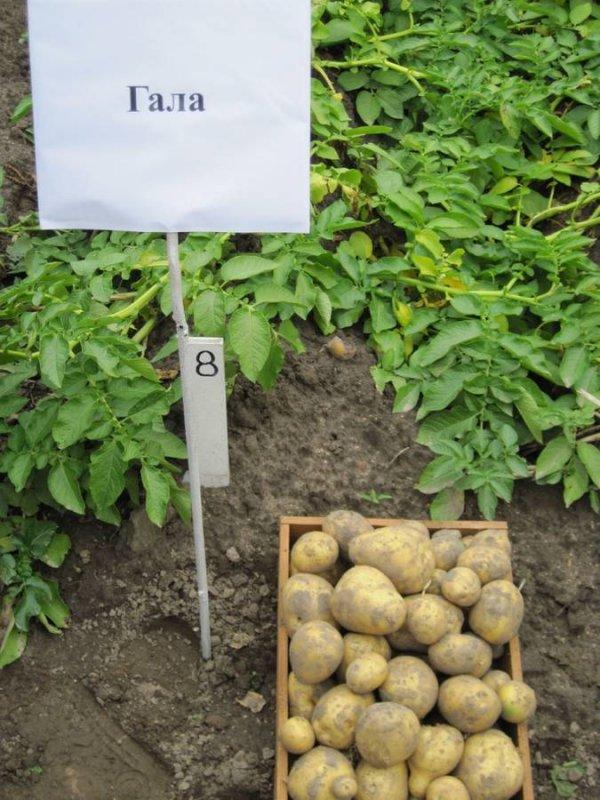 Универсальный сорт картофеля Гала: урожайность, неприхотливость и другие достоинства