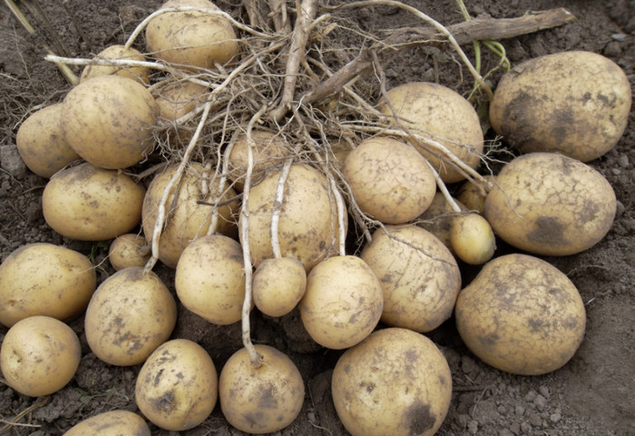 Выбираем лучшие сорта картофеля для посадки: самые востребованные виды