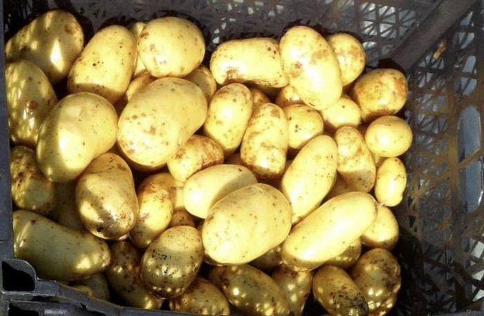 Выбираем лучшие сорта картофеля для посадки: самые востребованные виды