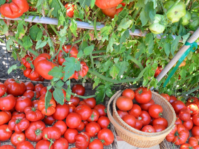 Самое время высаживать рассаду помидоров в теплицу в мае 2019: благоприятные дни, ключевые условия и правила урожайной высадки