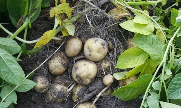 Как спасти урожай картофеля от фитофтороза?