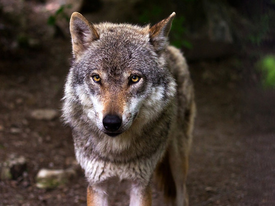 В Каргопольском районе начнётся санитарный отстрел волков