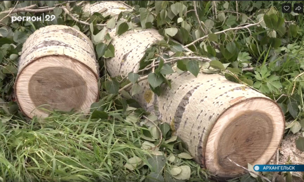 В Исакогорке аварийные деревья падают на жилые дома