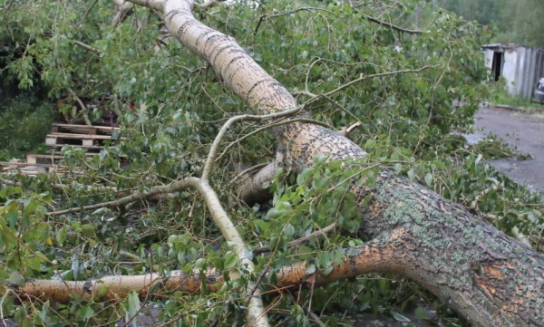 В Северном округе Архангельска срубят 150 деревьев
