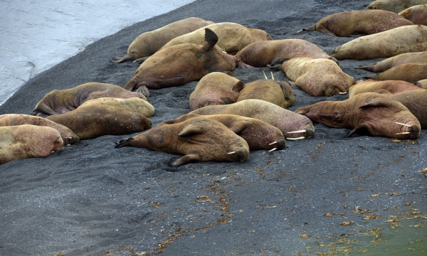 Всемирный фонд дикой природы заявил о сокращении численности моржей в Печорском море