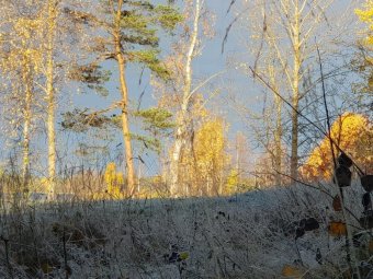 В Архангельскую область пришли первые красивые заморозки — фото