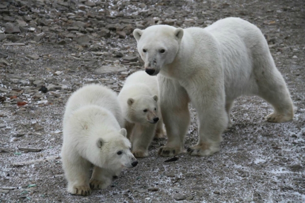   Полярники на Новой Земле помогли воссоединиться семье белых медведей 