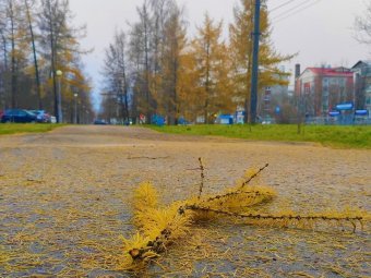 Холодный ветер, временами дождь: прогноз погоды в Архангельске на начало рабочей недели