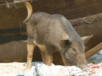 В Вельском районе из-за вспышки африканской чумы свиней введён карантин