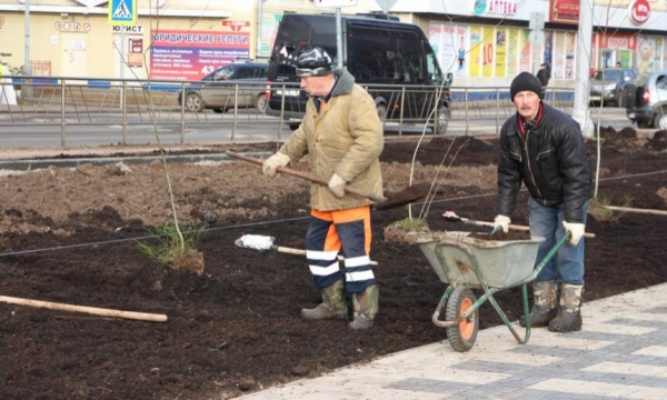 В 2021 году в Архангельске высадят более шести тысяч деревьев