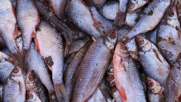 Прикинулся грузчиком: в Архангельске продавец нелегальной рыбы избежал наказания