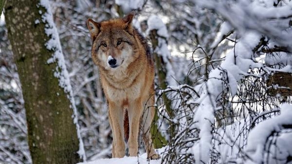На окраине Архангельска волк утащил породистую собаку на глазах у хозяйки