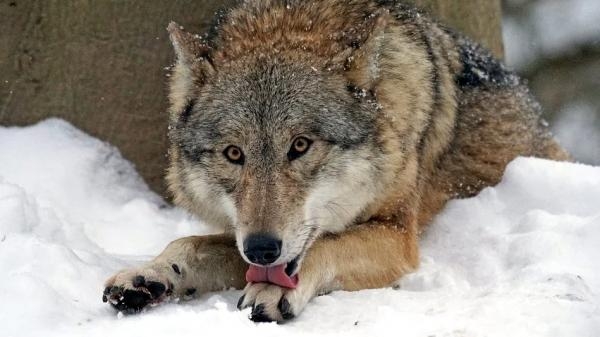 В Архангельской области волк напал на местного жителя, заступившегося за своего пса