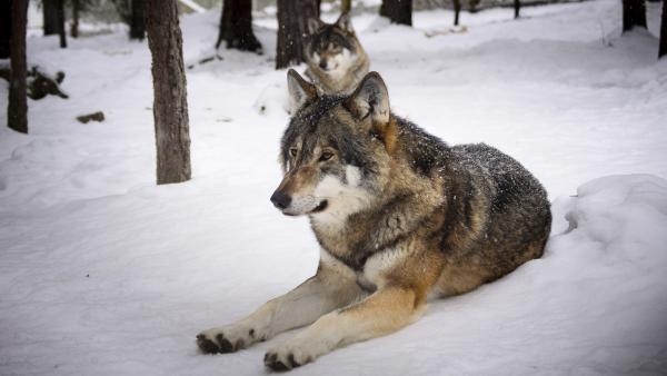 Заостровье стало новым эпицентром волчьих нападений на собак