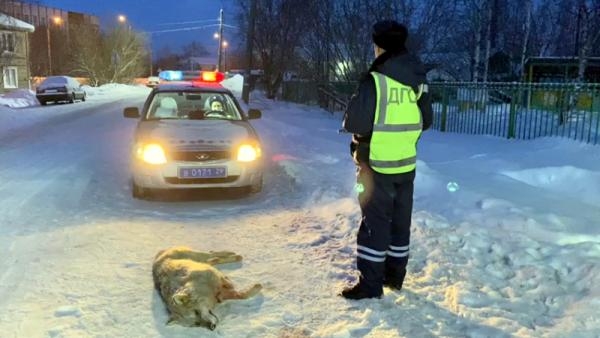 В полиции прокомментировали убийство волка в столице Поморья