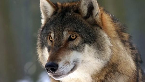 Волки окружают Архангельск: хищники замечены уже в четырех округах города 