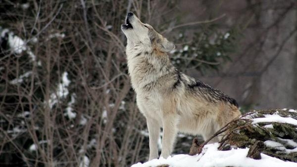 Животные не пострадали: в полиции провели проверку по скандальному видео с волками