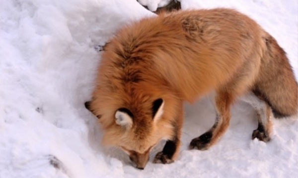 В Новодвинске в частный дом проникла  лиса