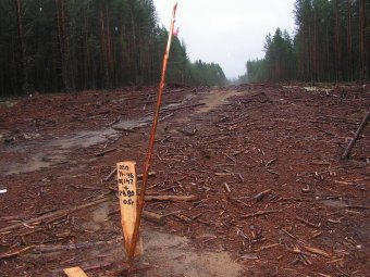 За 205 кубов незаконно вырубленной древесины в Плесецком районе с жуликов взыскан почти миллион