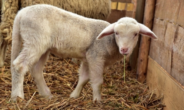 У молдавских овец, застрявших в порту Экономия, появился шанс остаться в Архангельске