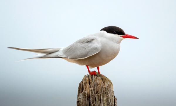 В «Онежском Поморье» началась тотальная слежка за перелётными птицами