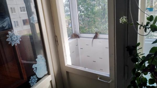 Жители многоэтажки в центре Архангельска столкнулись к нашествием крыс