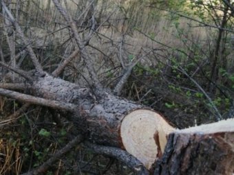 Администрация Северодвинска разберётся с вырубкой деревьев в Ягринском бору. Виновного найдут и накажут