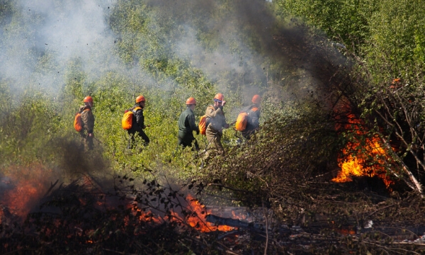 За сутки в Архангельской области ликвидировали три лесных пожара