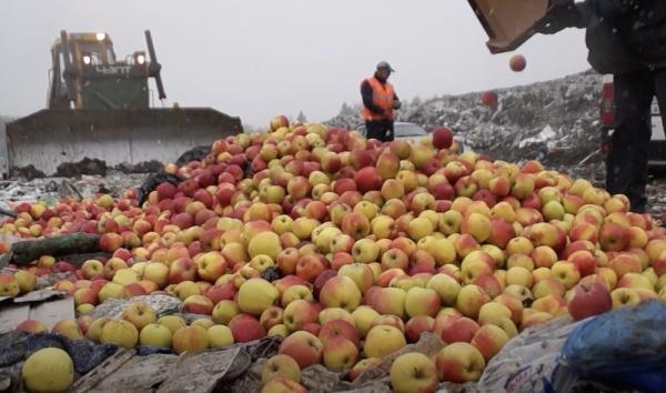 В Архангельске уничтожили более 600 кг свежих санкционных яблок