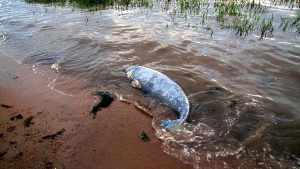 На побережье Белого моря выкинуло мертвого детеныша белухи