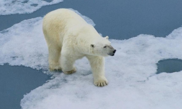 В Архангельск вернулась экспедиционная группа, изучавшая белых медведей