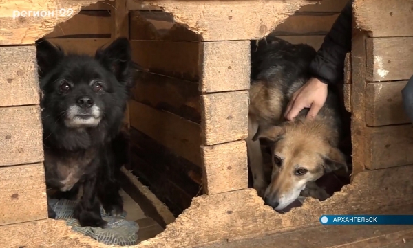 Собачьему приюту в Катунино помогают всем миром. Но хватает только-только