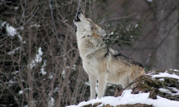 В Архангельской области начались выплаты охотникам за добытых в сезоне 2020/2021 волков