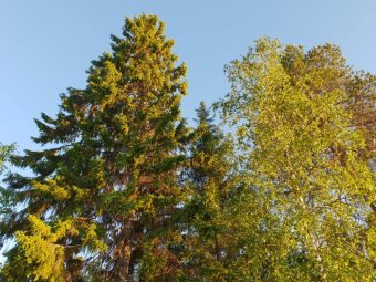Архангельская область. В Холмогорском лесничестве впервые за 27 лет будет проведено масштабное лесоустройство
