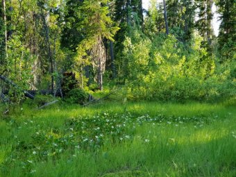 В Архангельской области оценили качество заботы о лесе: обнаружены халявные посадки, деревья не прижились